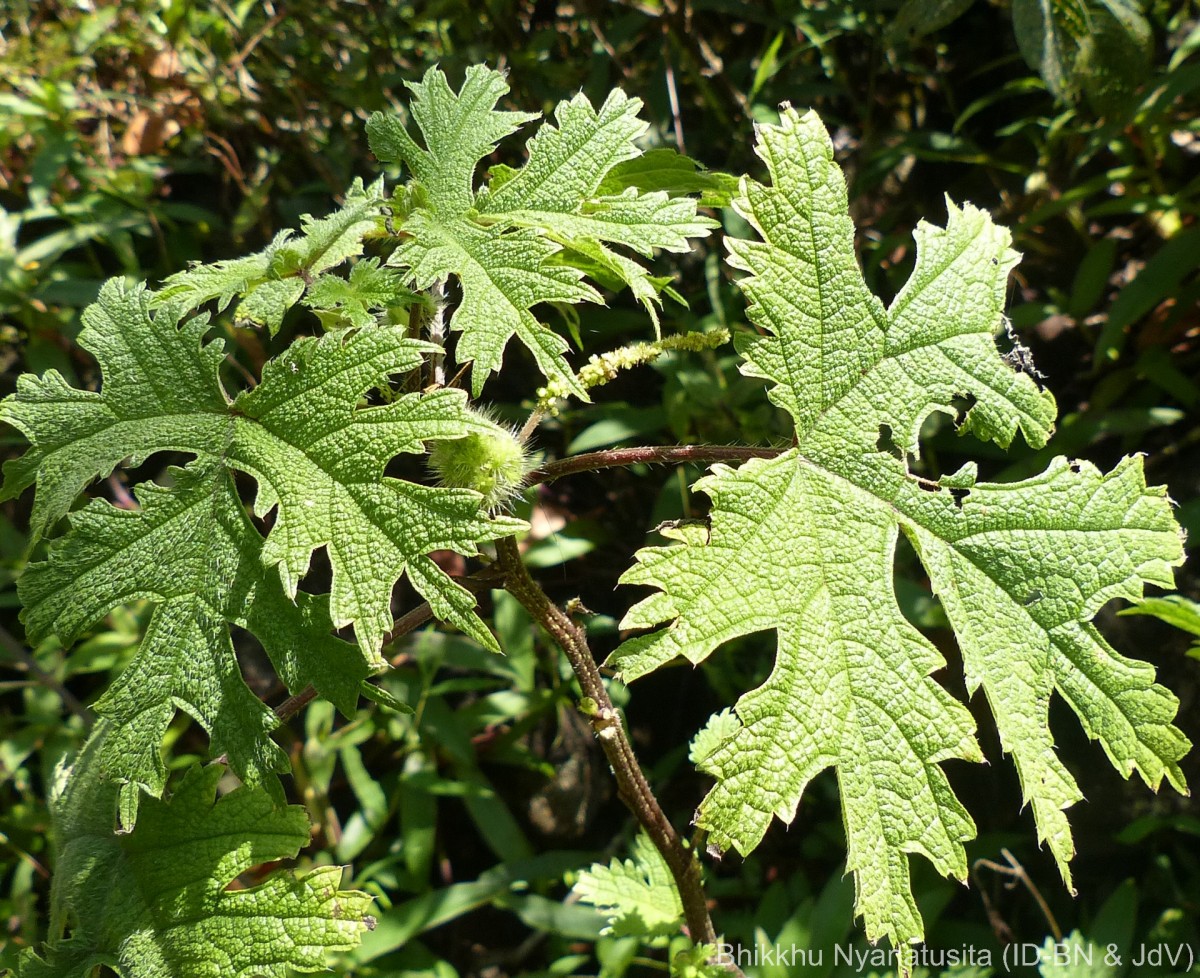 Girardinia diversifolia (Link) Friis